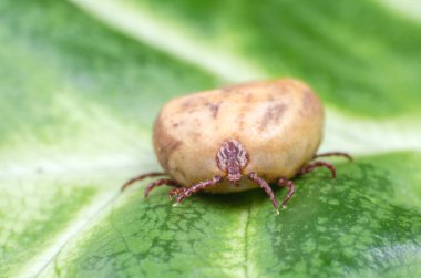 Kene bir yeşil yaprak üzerinde oturur kan ile dolu