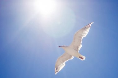 Güneş ışığı mavi gökyüzü arka plan üzerinde martı