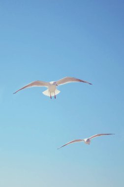 Martılar masmavi gökyüzünde güneşli bir günde uçmak.