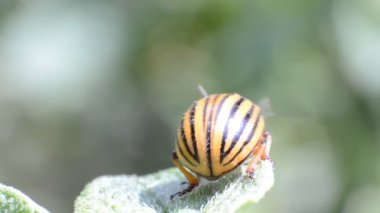 Colorado böceği patates yaprakları üzerinde tarar