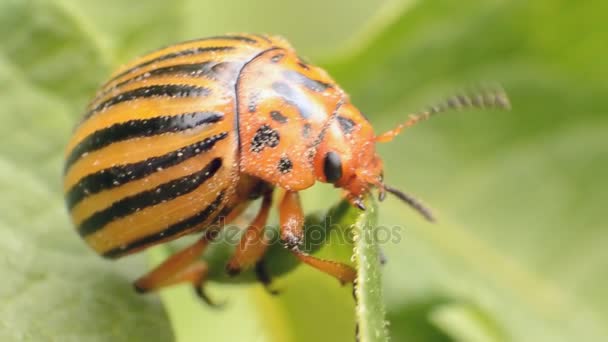 Colorado beetle crawls over potato leaves — Stock Video