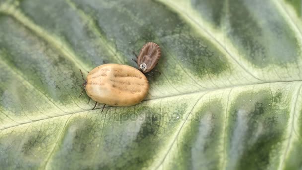 A blood-filled tick crawling on a green leaf — Stock Video