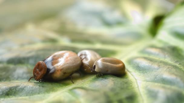 Une tique remplie de sang rampant sur une feuille verte — Video