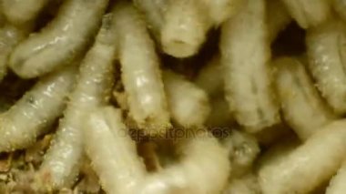 Talaş, bir et sineği larva yakın çekim