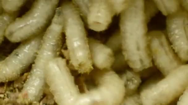 Larva of a meat fly in sawdust, close-up — Stock Video