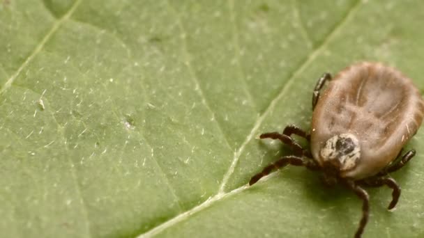 De teek kruipt langs het groene blad — Stockvideo