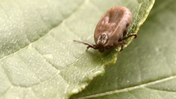 De teek kruipt langs het groene blad — Stockvideo