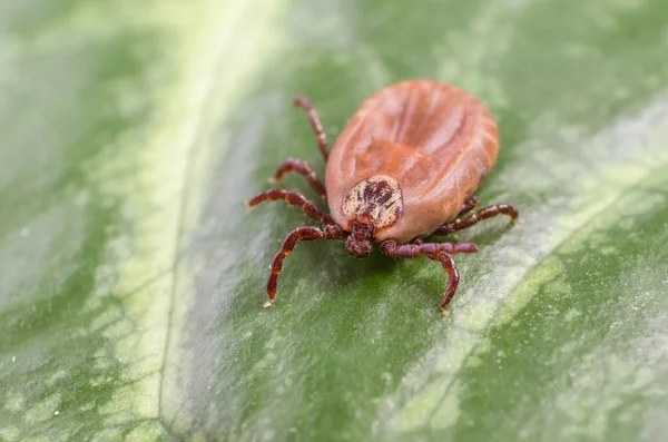 La garrapata está sentada sobre una hoja verde — Foto de Stock