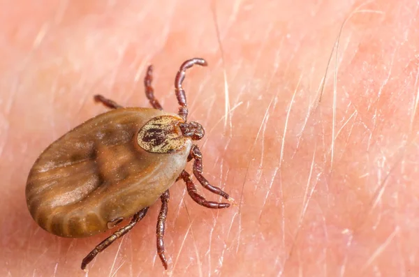 Mite gezinmeler insan derisi üzerinde