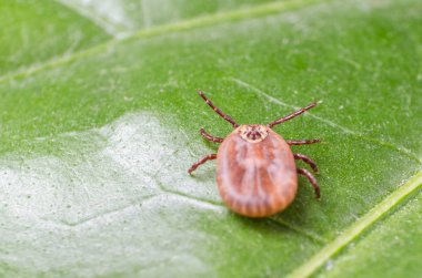 Kene bir yeşil yaprak üzerinde oturuyor