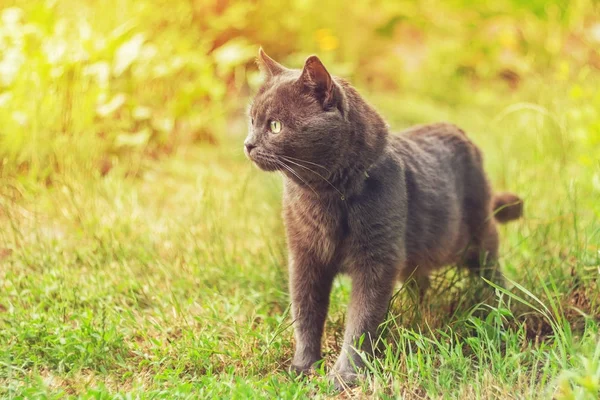 Retrato de un gato gris en la hierba a la luz del sol — Foto de Stock