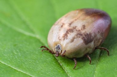 Kene bir yeşil yaprak üzerinde oturur kan ile dolu