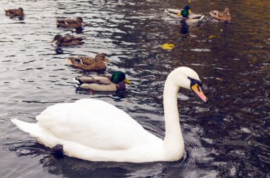 Beyaz Kuğu ve yaban ördekleri gölde Yüzme
