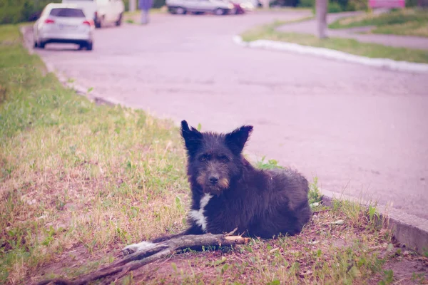 Um grande cão preto sem-teto com uma orelha cortada fica no lado da estrada — Fotografia de Stock