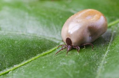 Kene bir yeşil yaprak üzerinde oturur kan ile dolu