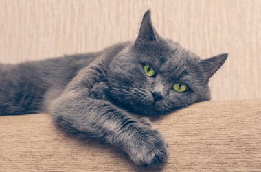 Gri kedi kanepede oturan ciddi bir yüz ifadesi ile