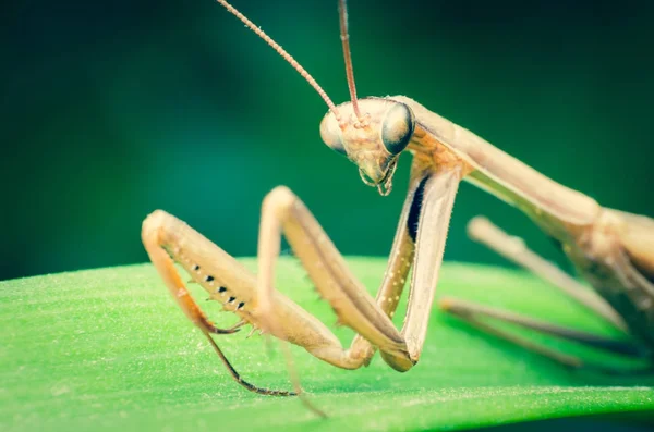 Mantis on the green leaf — Stock Photo, Image