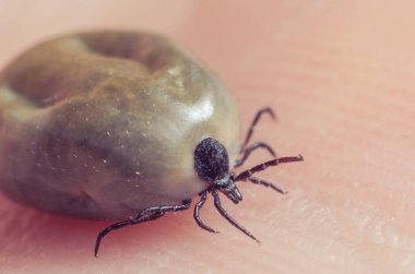 Kene kan insan derisi üzerinde oturma dolu