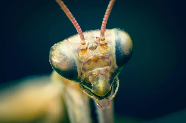 Porträtt av en mantis närbild — Stockfoto