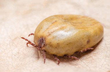 Bir kuru yaprak üzerinde oturan kan dolu kene