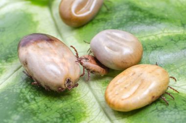 Kanla dolu keneler üzerinde yeşil bir yaprak oturmak