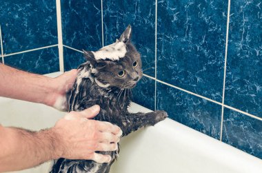 Banyoda gri bir kedi yıkıyor.