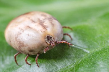 Kene bir yeşil yaprak üzerinde oturur kan ile dolu