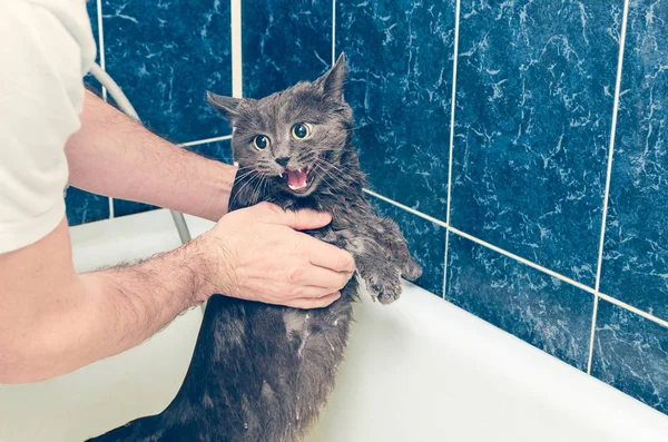 Bañar a un gato gris en el baño — Foto de Stock