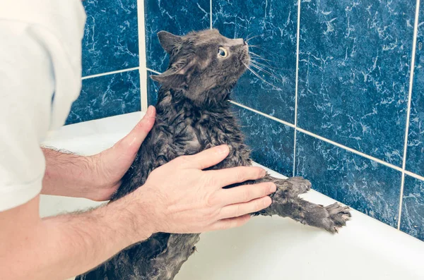Banyoda gri bir kedi yıkıyor.