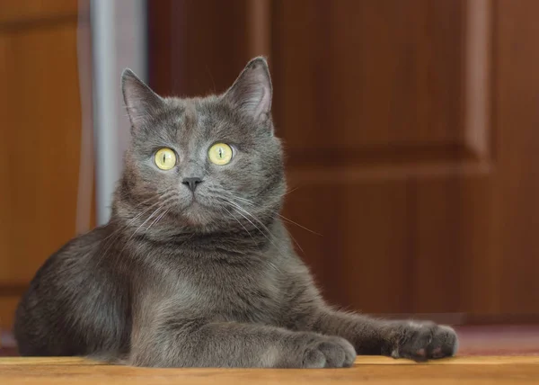 Gray cat lies on the floor — Stock Photo, Image