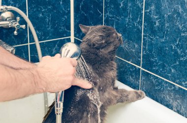 Banyoda gri bir kedi yıkıyor.