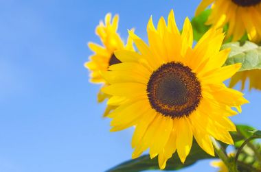 Mavi gökyüzüne karşı ayçiçeği