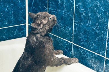 Banyoda gri bir kedi yıkıyor.