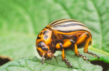 Patates yaprakları, yakın çekim Colorado Patates böceği yiyor