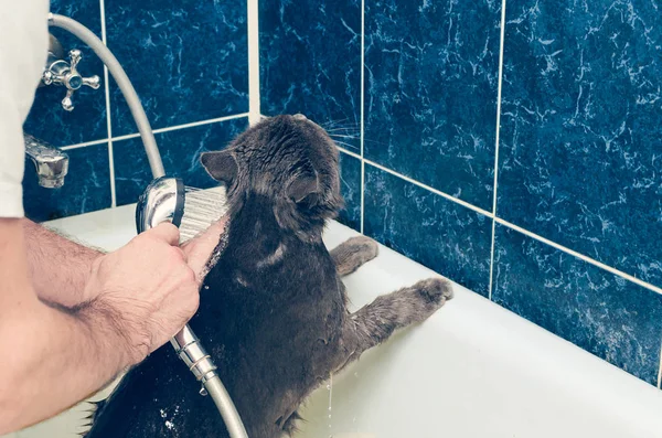 회색 고양이를 화장실에서 목욕시키는 일 — 스톡 사진