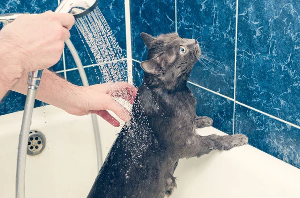 Bañar a un gato gris en el baño — Foto de Stock