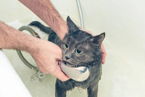 Badar en grå katt i badrummet — Stockfoto