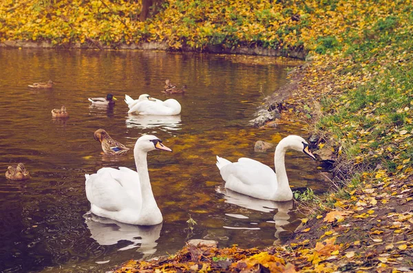 Белые лебеди и дикие утки плавают в озере, тонированные — стоковое фото