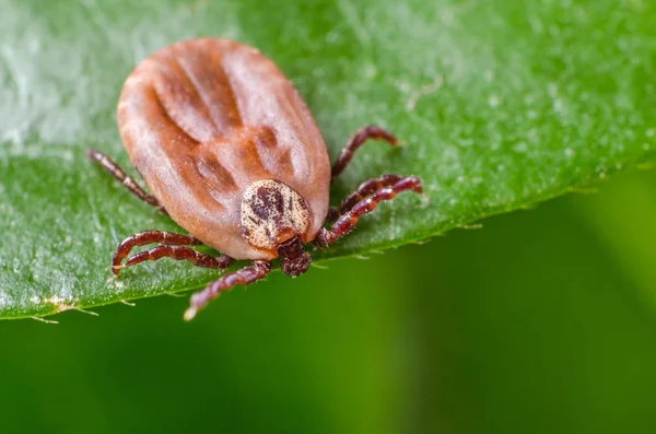 Kene bir yeşil yaprak üzerinde oturuyor