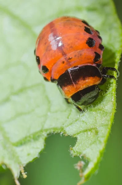 Red larva of the Colorado potato beetle eats potato leaves — Stock Photo, Image