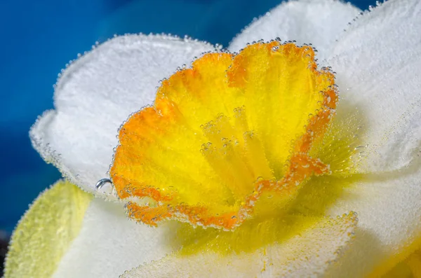 Narcissus flower in water with air bubbles close-up — Stock Photo, Image