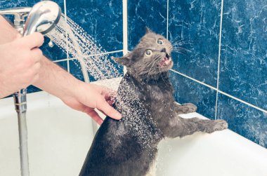 Banyoda gri bir kedi yıkıyor.