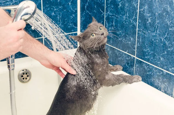 Купание серого кота в ванной комнате — стоковое фото