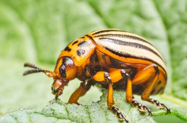 Patates yaprakları, yakın çekim Colorado Patates böceği yiyor