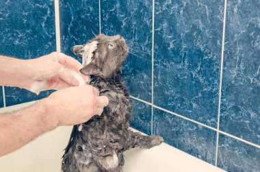 Banyoda gri bir kedi yıkıyor.
