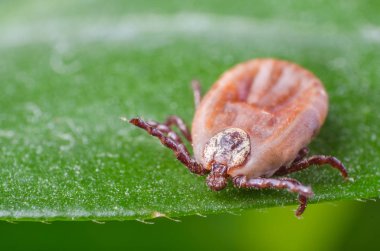 Kene bir yeşil yaprak üzerinde oturuyor