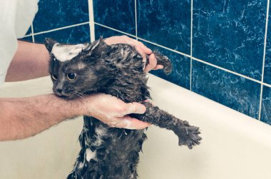 Banyoda gri bir kedi yıkıyor.