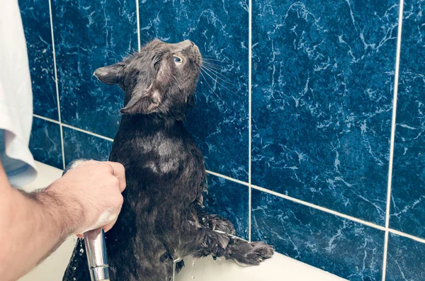 Banhar um gato cinza no banheiro — Fotografia de Stock