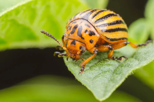 Colorado escarabajo se arrastra sobre las hojas de papa — Foto de Stock