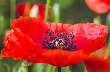 Kırmızı haşhaş çiçek yakın çekim arka plan